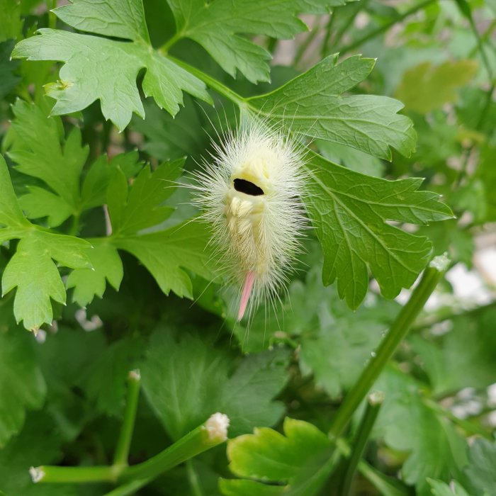 Långt hårigt larv på en gren med mörkt 'gap' på ryggen omgiven av gröna blad.