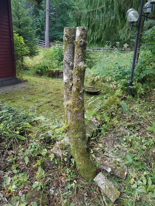 Kapad trädstubbe täckt av mossa, tänkt som stolpe till fågelbord, omgivet av grönska.