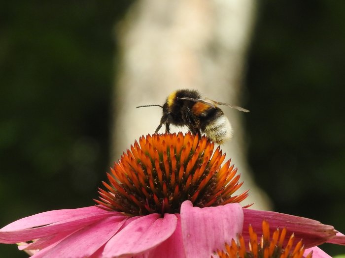 Humla som vilar på den orangea mitten av en rosa rudbeckiablomma, med diffust naturbakgrund.