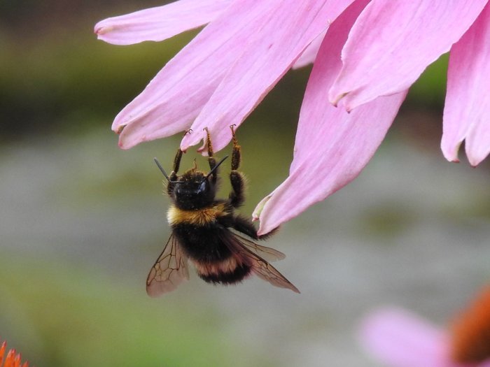 En humla klamrar sig fast vid ett rosa blomblad.