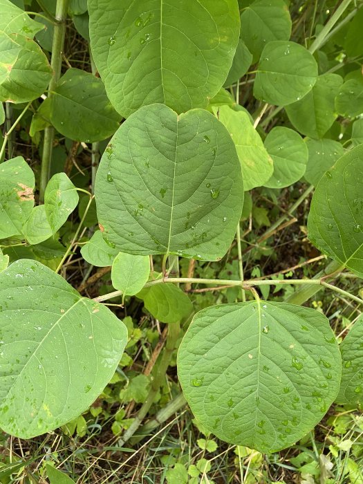 Stora gröna blad med hjärtlik form och synliga bladnerver, dagg eller regndroppar på ytan.