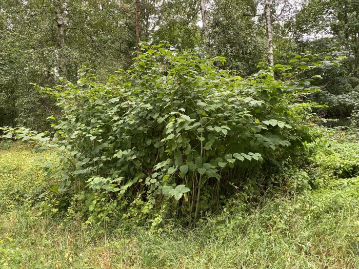 Täta gröna buskar med hjärtformade blad, misstänkt parkslide, i skogsglänta.