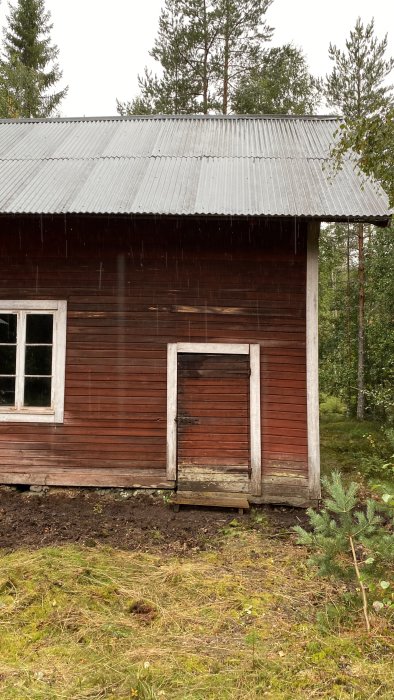 Gammalt trätorp med rödfärgad panel och plåttak under regn, omgivet av skog.