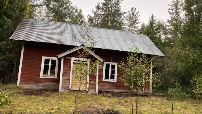 Gammalt rött torp med plåttak och skog i bakgrunden, behov av renovering.