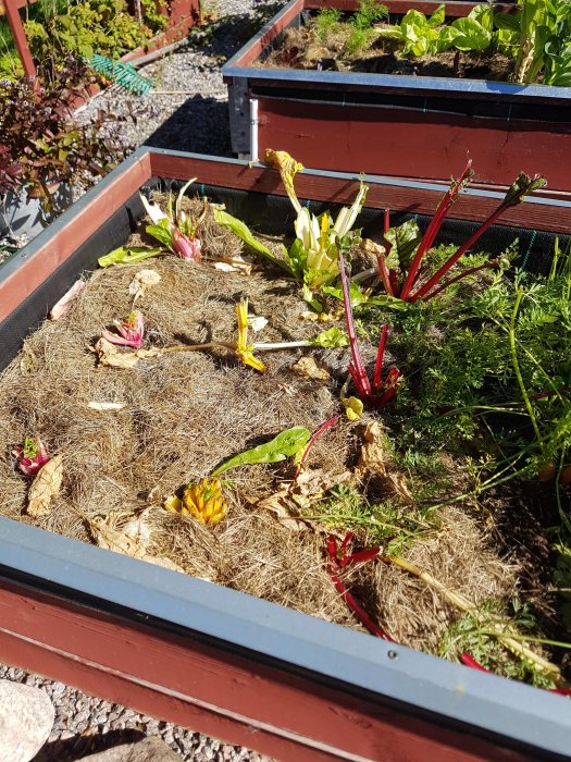 Högbädd med avgnagda mangoldplantor och synliga skador från rådjursbete.