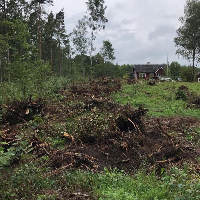 Uppgrävda stubbar och ris på en avverkad skogstomt med ett rött hus i bakgrunden.