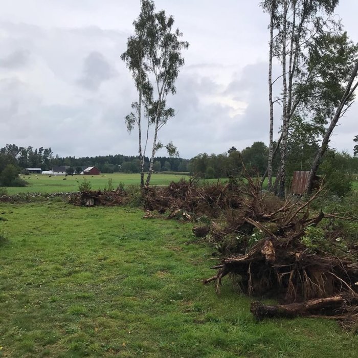 Uppgrävda stubbar och flisat ris efter trädfällning på en gräsmark med landskap i bakgrunden.