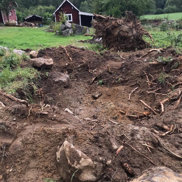 Uppgrävd mark med stubbar och rötter efter avverkning, med en röd stuga i bakgrunden.