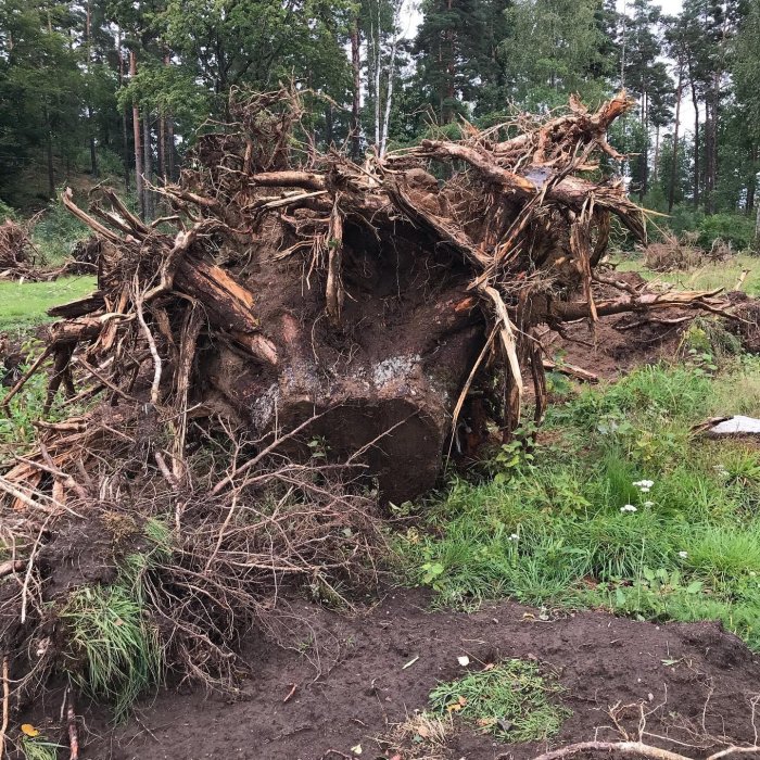 Uppgrävd stubbe med rötter i en skogsmark efter trädavverkning.