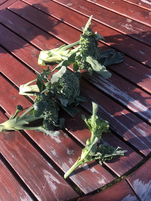 Nyskördad broccoli på ett rött träbord i solljus.