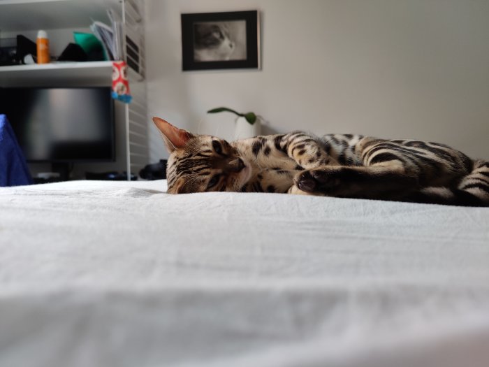 En sovande katt med randigt mönster ligger på en vit bädd i ett vardagsrum.