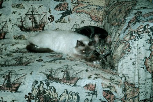 Två katter, en Birma och en helvit, ligger tillsammans på en soffa med segelfartygsmönster.