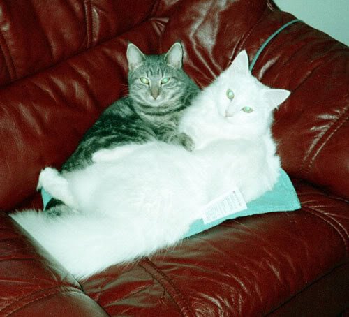 Två katter, en grå och en vit, ligger tillsammans på en röd soffa.