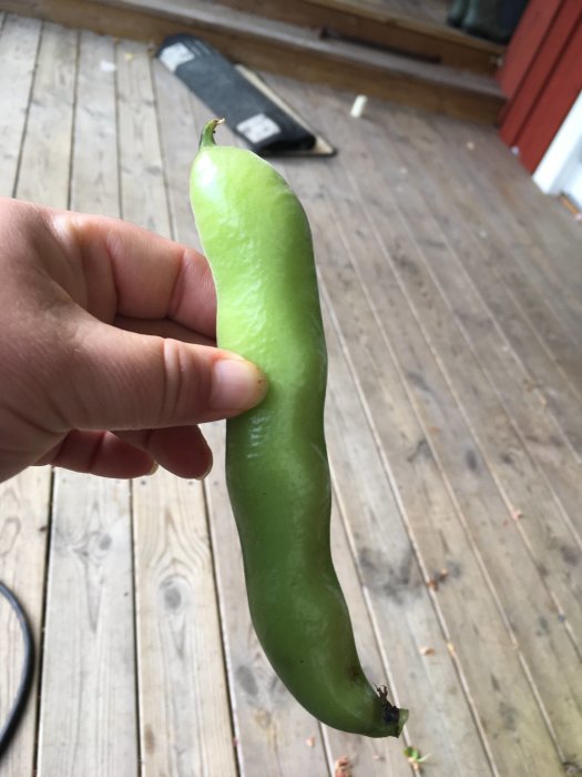 Hand håller upp en grön bondböna framför en träveranda med en suddig bakgrund.