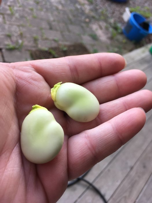Två gröna bondbönor i en hand framför en suddig bakgrund av en gårdspassage.