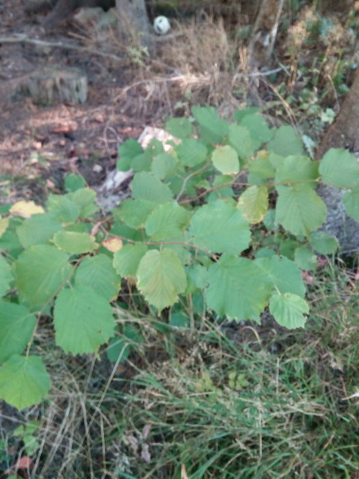 Blad av okänd växt med stora gröna löv som liknar asp i naturlig miljö.