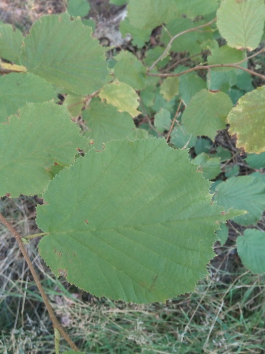 Stort grönt blad med sågtandad kant mot en bakgrund av mindre blad och torrt gräs.