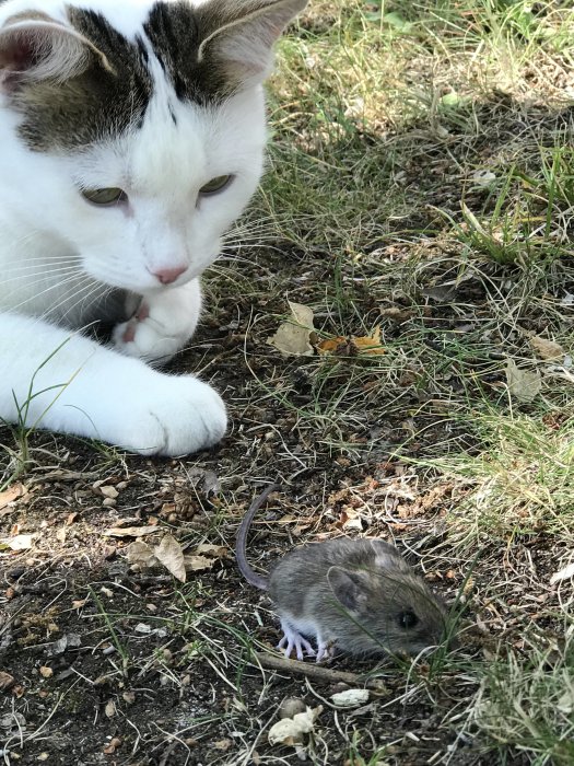 Vit och brun katt som tittar ner på en liten grå mus på marken utomhus.