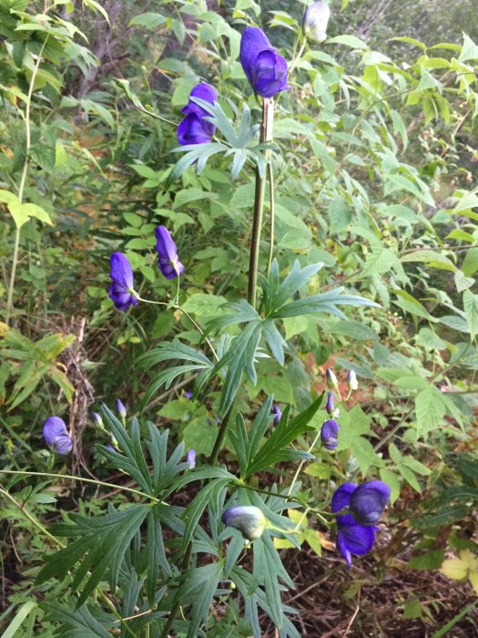 Blålila blommor med nävoliknande blad i vildvuxen äng, möjlig perenn växt.