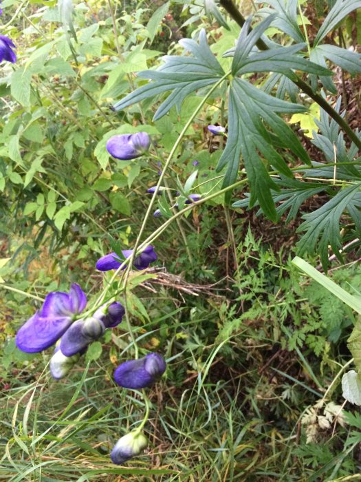 Blålila blommor med nävorliknande blad i vildvuxen äng, möjlig perenn växt.