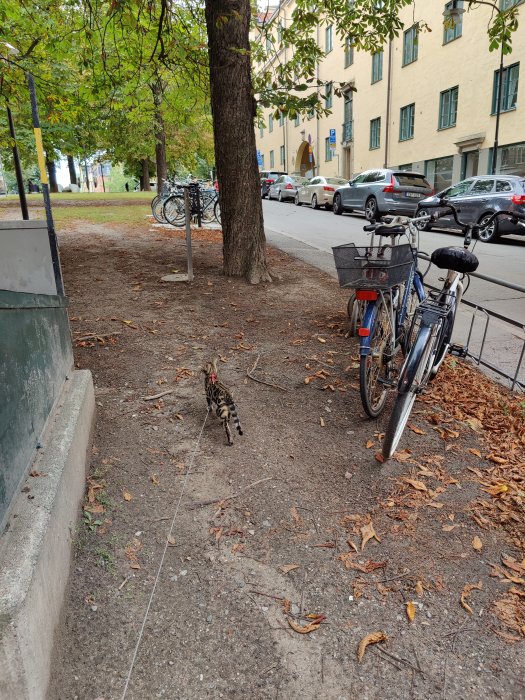 Katt i koppel går på en grusgång bredvid cyklar och träd i stadsmiljö.