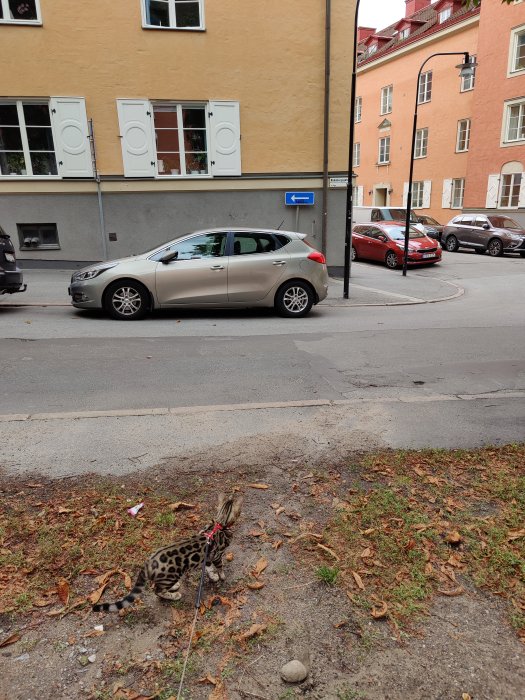 Katt i koppel utforskar ett trottoar bredvid parkerade bilar i en stadsmiljö.