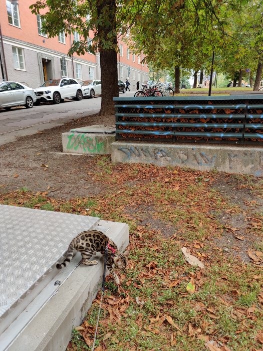 Katt i sele leker med löv på en trottoarkant bredvid en gräsmatta och träd.