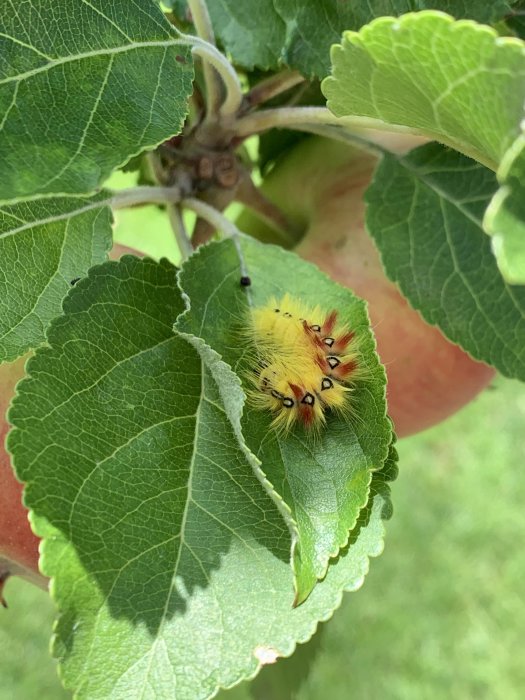 Färgglad larv med hår och svarta prickar på ett äppelträds blad.