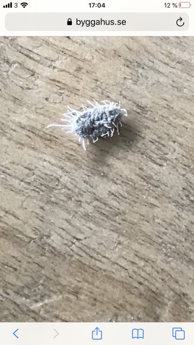 Liten insekt med långa fibrer på en träyta, insekten är ungefär 2 mm lång.