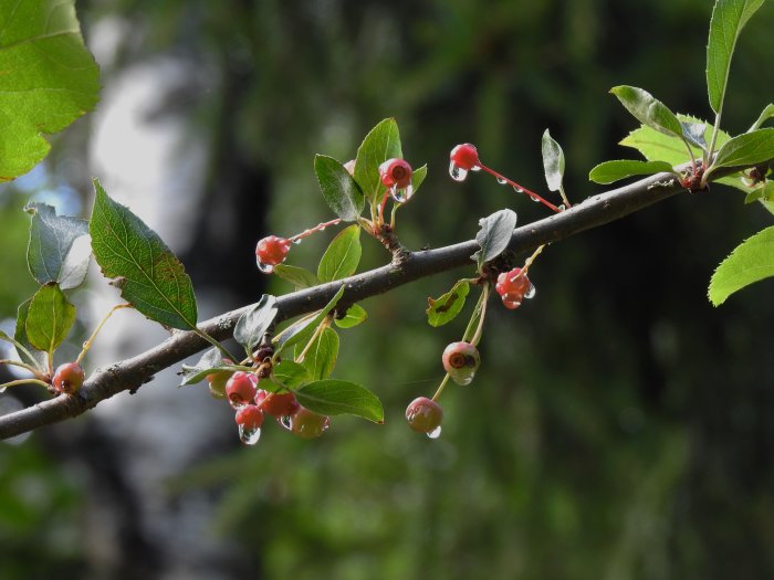 Gren av Malus toringo med röda frukter och vattendroppar på bladen efter regn.