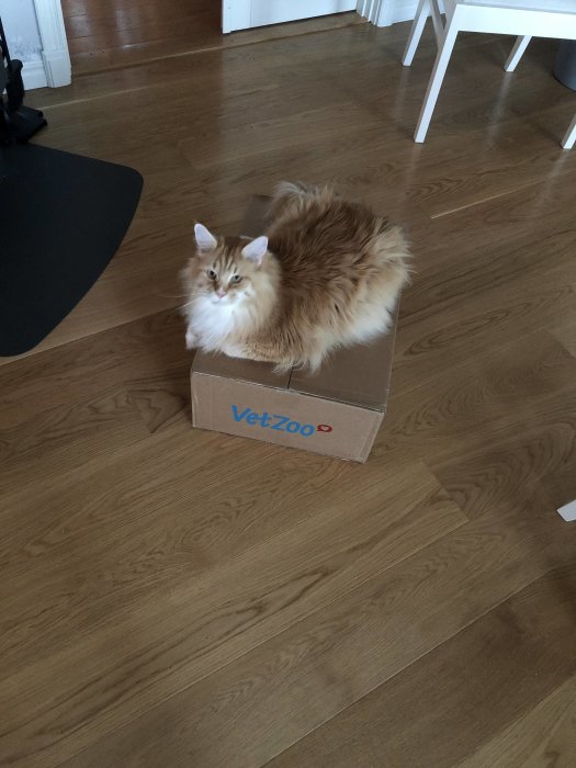 Fluffig långhårig katt sitter på en liten pappkartong på ett trägolv med texten "VetZoo".