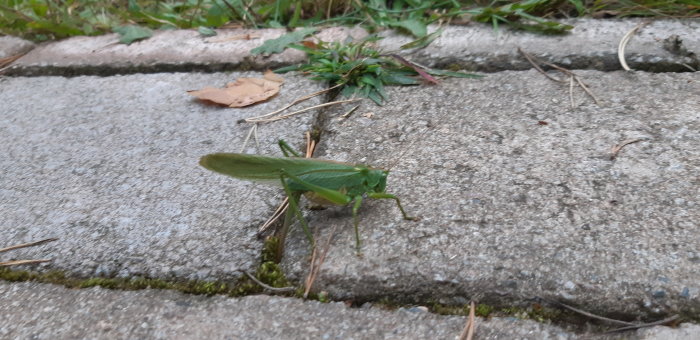 En grön bönsyrsa på grå trottoarsten med mossor och små kvistar.