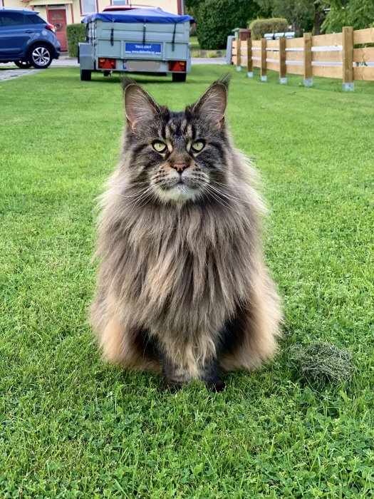 Långpälsad katt sitter på gräs framför en släpvagn i en trädgård.