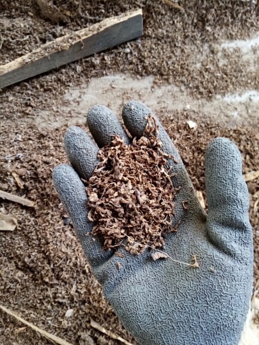 Hand i arbets handske som håller brun torkad substans med gammalt golvmaterial i bakgrunden.