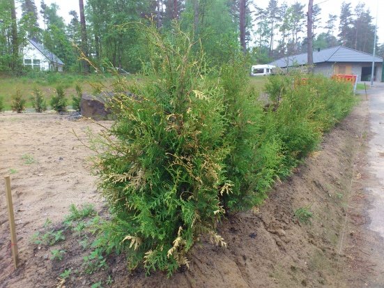 Thuja.jpg