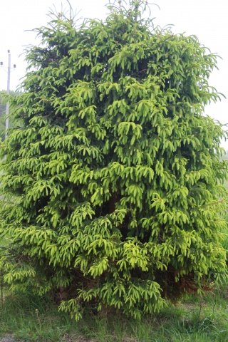 IMG_2044.jpg