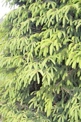 IMG_2045.jpg