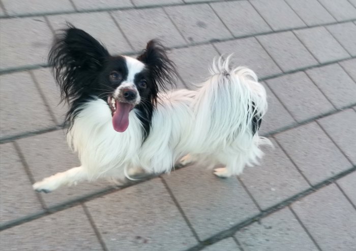 Glad svartvit hund med fluffig päls och utsträckt tunga på trottoar.