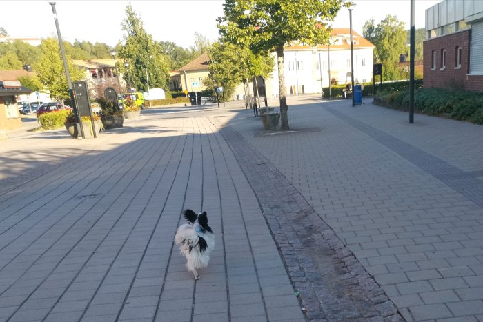 Hund promenerar på gångväg i stadsmiljö under en solig dag.