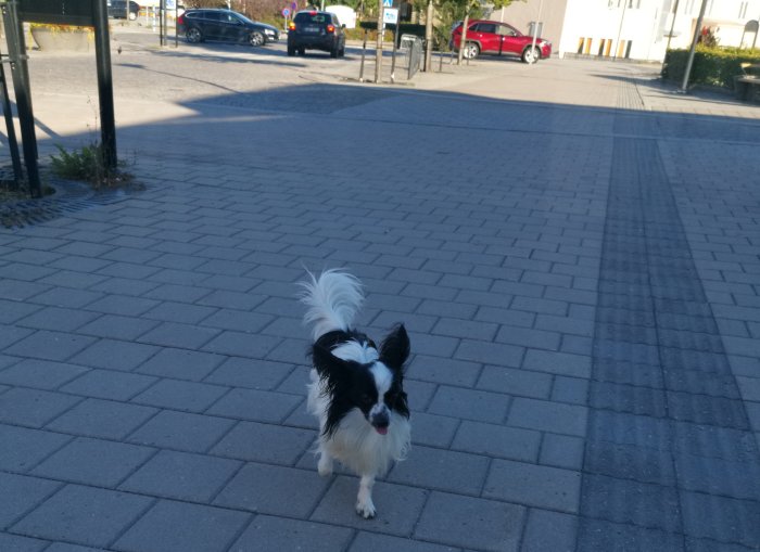 En hund på en gatstenbelagd trottoar i stadsmiljö.