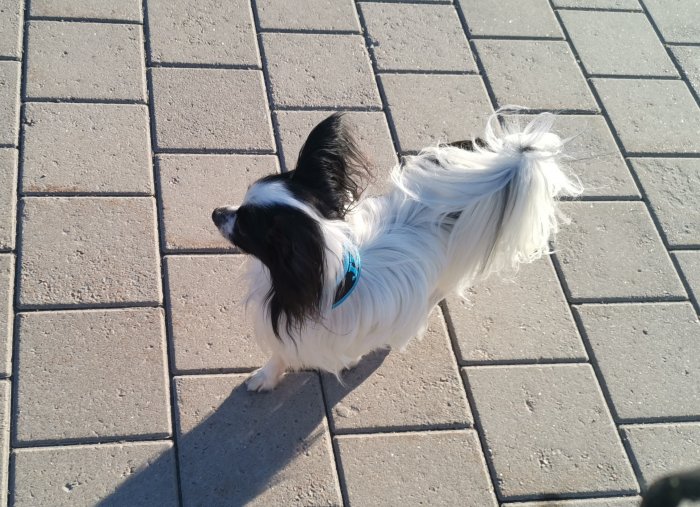 Vit och svart hund med blått halsband på trottoar av stenplattor.