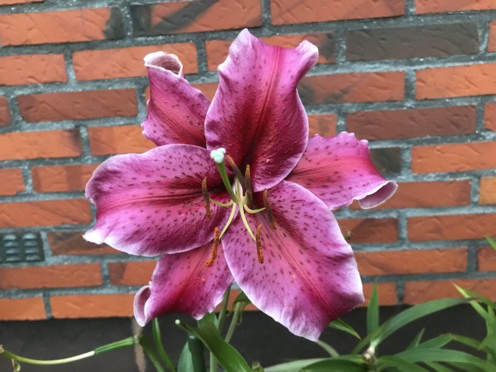 Närbild på en blommande rosa lilja mot en tegelvägg, ett exempel på en köpt planta som blommar tappert.