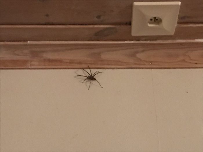 Stor spindel på en vit vägg under en trälist bredvid en eluttag.