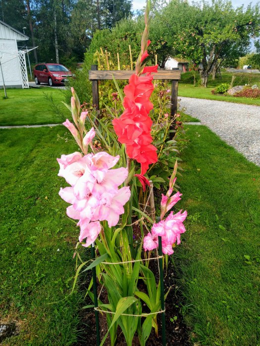 Rosa och röda gladiolus i blom mot en trädgårdsbakgrund med gräsmatta och bil.