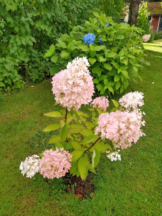 Blommande rosa och blå hortensia i en trädgård med grönt gräs och häck i bakgrunden.