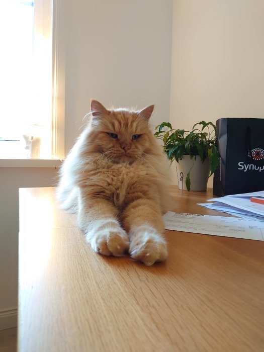 Fluffig orange katt ligger på ett bord bredvid dator och växter, ser framåt med avslappnad blick.