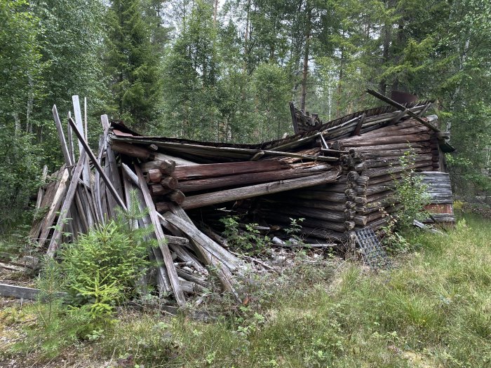 Sammanfallen träkonstruktion i skogen som tidigare varit ett fähus, omgivet av grönska.