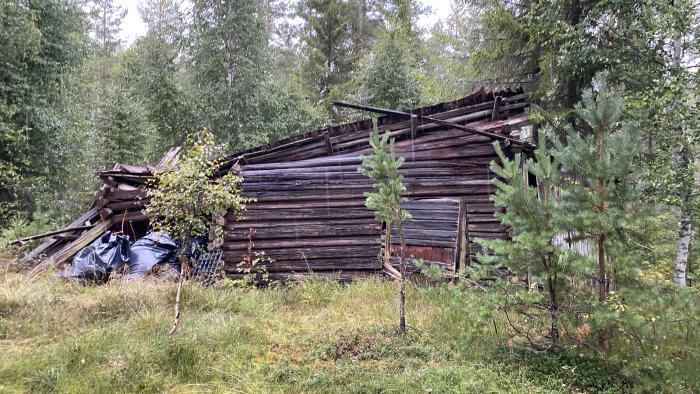 Förfallen träbyggnad i skogen, delvis kollapsad, omgiven av träd och grönska.