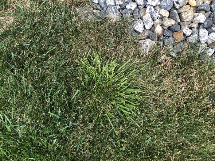 Tät grästuva som misstänks vara Vitgröe i en gräsmatta bredvid grus.