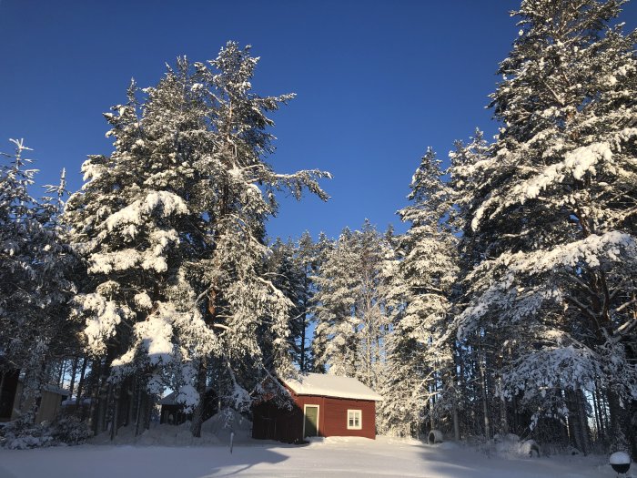 Vinterlandskap med snötäckta träd och ett rött hus en solig dag.